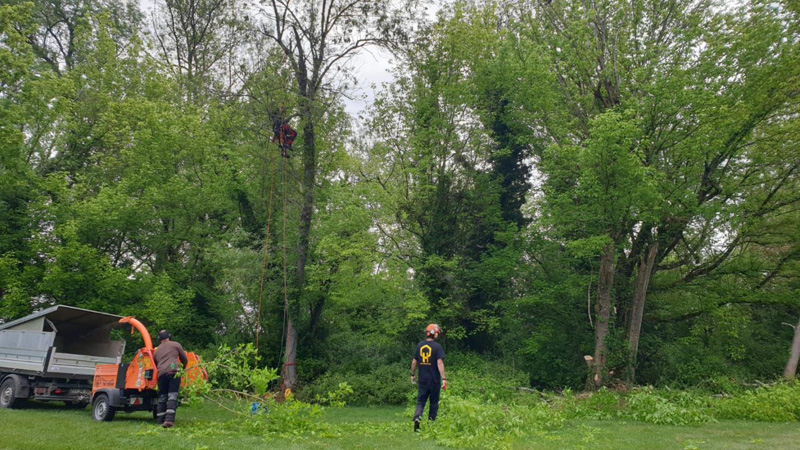 Arboriste grimpeur à Pons, Burie, Cognac